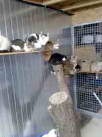 Intérieur du box commun chats